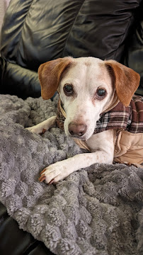 Paws & Claws Play Care LLC - Photo 6 - Car repair in , Concord