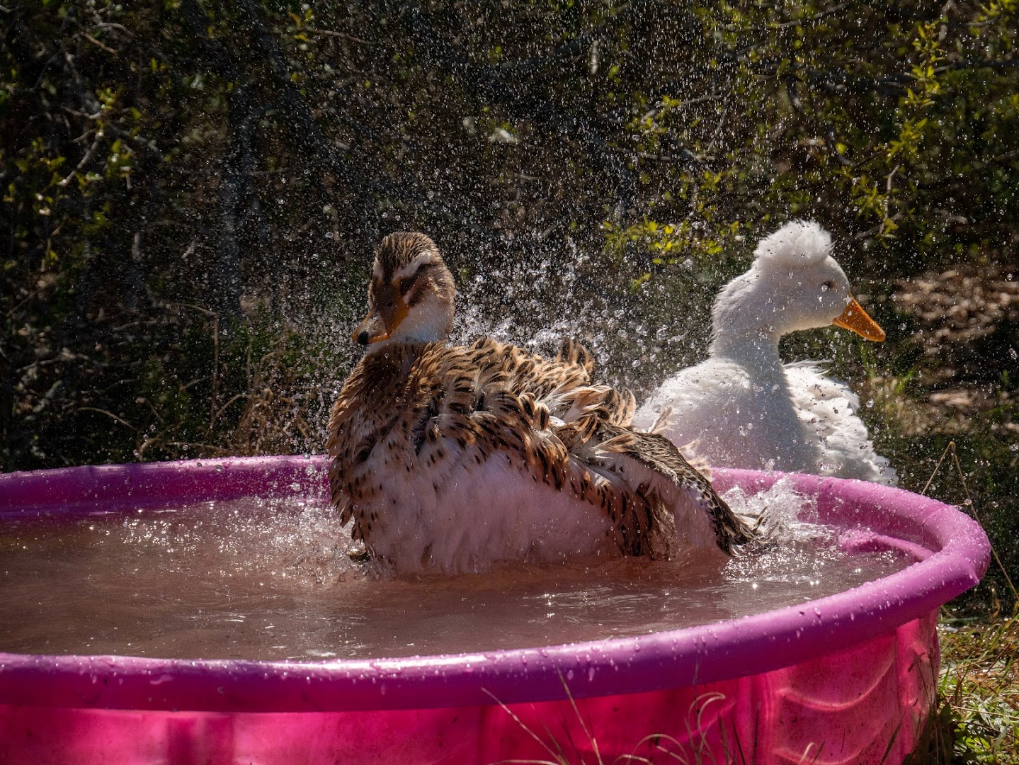 Central Texas Duck Rescue