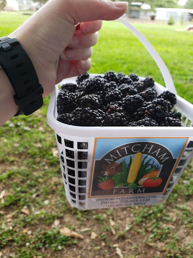 Tourist Attraction «Mitcham Farm», reviews and photos, 797 W Macedonia Church Rd, Oxford, GA 30054, USA