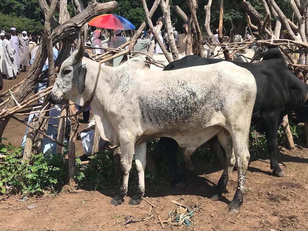 Kaga-Bandoro, Orta Afrika Cumhuriyeti