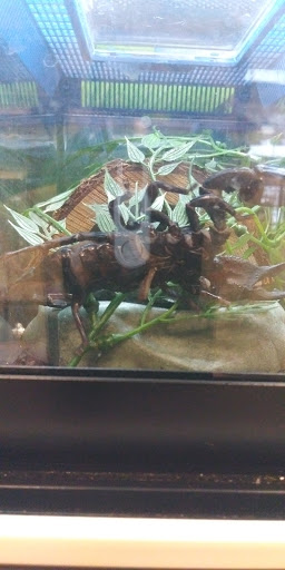 Pet Supply Store «PetSmart», reviews and photos, 31705 Pacific Hwy S, Federal Way, WA 98003, USA