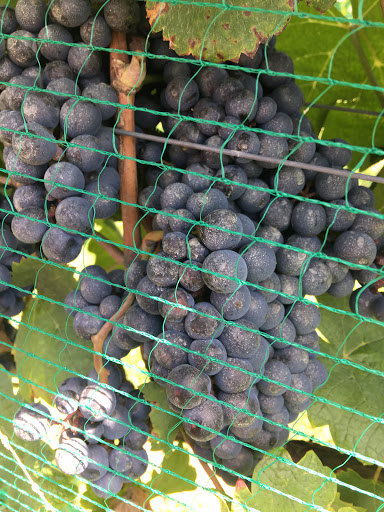 Winery «Hillsborough Vineyards», reviews and photos, 36716 Charles Town Pike, Purcellville, VA 20132, USA