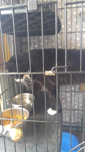 Pet Supply Store «Petland Discounts - Austin Street», reviews and photos, 70-44 Austin St, Queens, NY 11375, USA