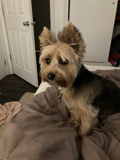 Pet Supply Store «Pet Supplies Plus», reviews and photos, 1970 Portage Trail, Cuyahoga Falls, OH 44223, USA