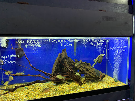 Tropical Fish Store «Xtreme Fish & Pets», reviews and photos, 11415 Bellaire Blvd # A, Houston, TX 77072, USA