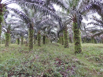 Photos of Plantation D'H&eacute;v&eacute;a et de Palmier a Huile de Bodjre Djoman