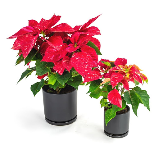 Florist «Green Fresh Florals», reviews and photos, 3785 Fourth Ave, San Diego, CA 92103, USA