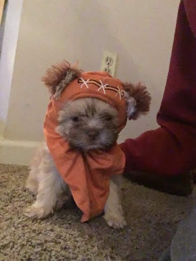 Pet Supply Store «Petco Animal Supplies», reviews and photos, 35860 Chester Rd, Avon, OH 44011, USA