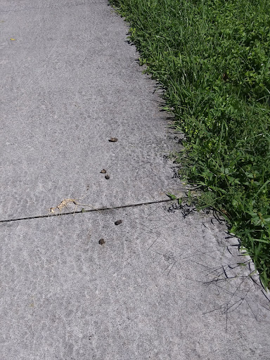 Park «Olympic Park», reviews and photos, 8601 SW 152nd Ave, Miami, FL 33193, USA