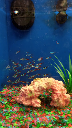 Pet Supply Store «PetSmart», reviews and photos, 24005 U.S. 27, Lake Wales, FL 33859, USA