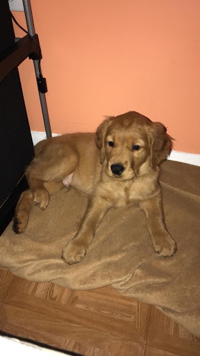 Pet Store «Charm City Puppies», reviews and photos, 8205 Snowden River Pkwy, Columbia, MD 21045, USA