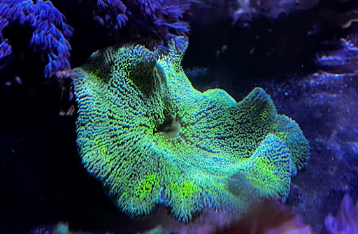 Aquarium «Neptunes Aquariums», reviews and photos, 5329 W 20th Ave, Hialeah, FL 33012, USA