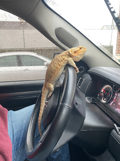 Pet Supply Store «Pet Supplies Plus», reviews and photos, 3644 Long Beach Rd, Oceanside, NY 11572, USA