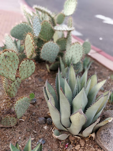 Tourist Attraction «OdySea Mirror Maze», reviews and photos, 9500 East Vía de Ventura #200, Scottsdale, AZ 85256, USA