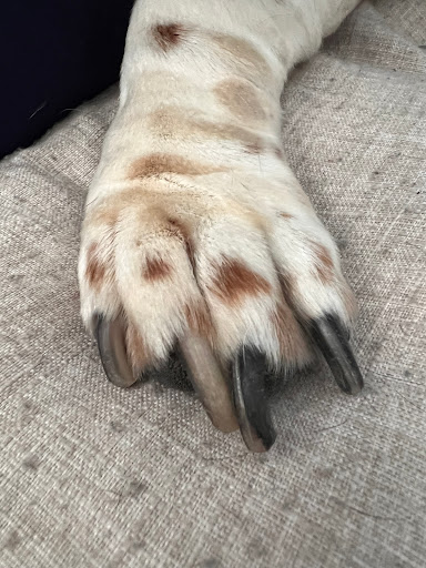 Pet Supply Store «PetSmart», reviews and photos, 11183 S Parker Rd, Parker, CO 80134, USA