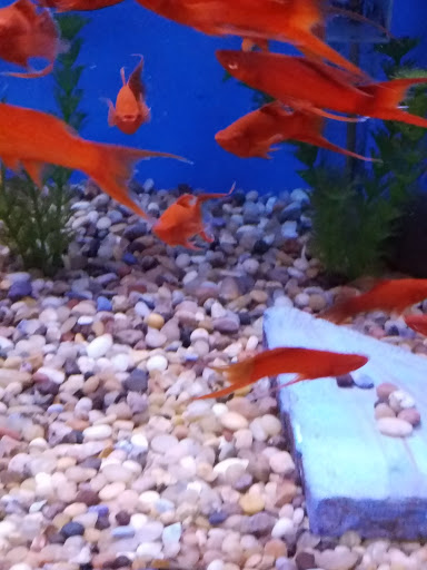 Tropical Fish Store «Stingray Bay», reviews and photos, 17800 E 9 Mile Rd, Eastpointe, MI 48021, USA