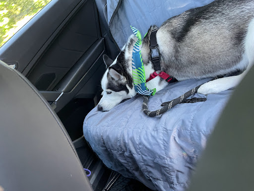 Pet Supply Store «PetSmart», reviews and photos, 540 New York Ave, Lyndhurst, NJ 07071, USA