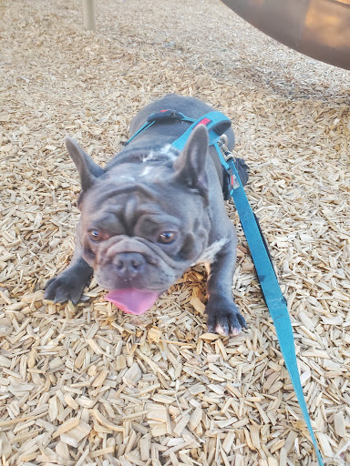 Park «Nani Falcone Community Park», reviews and photos, 7625 Mystic Park, San Antonio, TX 78254, USA