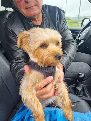 Tendance Canine à Louannec