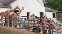 Zone des Girafes du Restaurant Le Tropical à Saint-Aignan - n°3