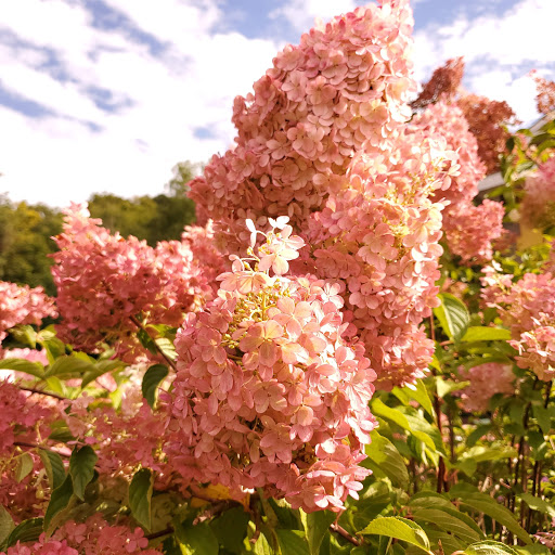 Winery «Paradise Hills Vineyard & Winery», reviews and photos, 15