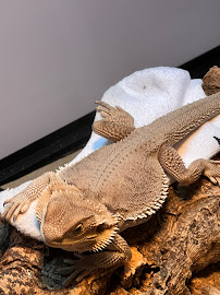 Asylum Pets - Photo 9 - Car repair in Wyoming, MI, Grand Rapids