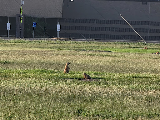 Wildlife Park «Prairie Dog Town», reviews and photos, MacKenzie Park Rd, Lubbock, TX 79401, USA