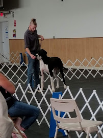 Ann Arbor Dog Training Club - Photo 5 - Car repair in Whitmore Lake, MI, South Lyon