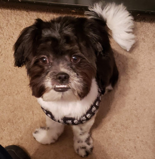 Pet Supply Store «PetSmart», reviews and photos, 1285 Johnson Ferry Rd, Marietta, GA 30068, USA