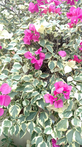 Plant Nursery «Lukas Nursery & Butterfly Encounter», reviews and photos, 1909 Slavia Rd, Oviedo, FL 32765, USA