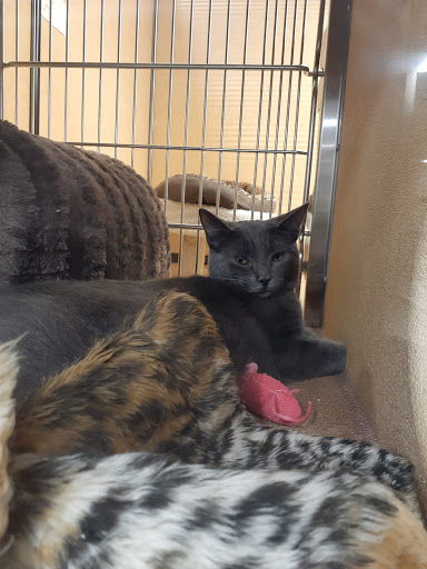 Pet Supply Store «PetSmart», reviews and photos, 1183 Berkshire Blvd, Wyomissing, PA 19610, USA