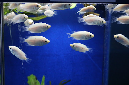 Tropical Fish Store «BB Fish and Pets», reviews and photos, 9226 Cypress Creek Pkwy, Houston, TX 77064, USA