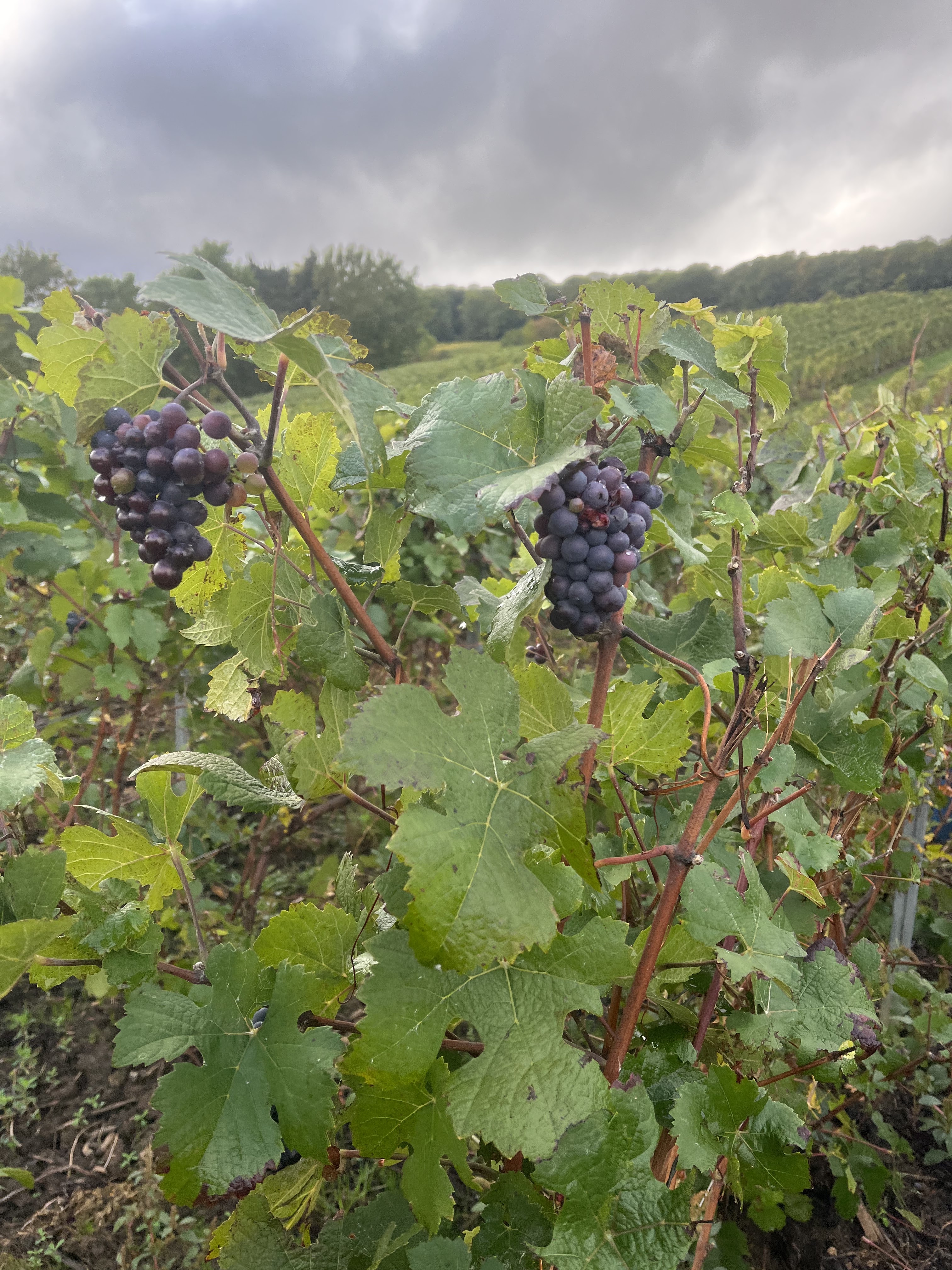 Photo n° 1 de l'avis de Christophe.a fait le 03/10/2022 à 10:46