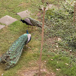 Photo n°2 de l'avis de Chiara.i fait le 04/06/2022 à 12:17 sur le  La Bassanina à Fornovo San Giovanni