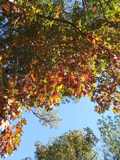 Park «Piney Wood Park», reviews and photos, 400 E Woodcroft Pkwy, Durham, NC 27713, USA