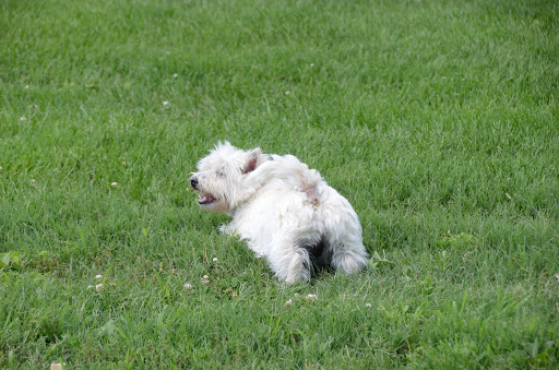 Pet Boarding Service «Pet Palace», reviews and photos, 2803 Trough Springs Rd, Clarksville, TN 37043, USA