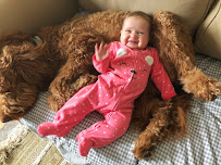 Aprils Poodles and Doodles - Photo 5 - Car repair in Yuba City, CA, Yuba City