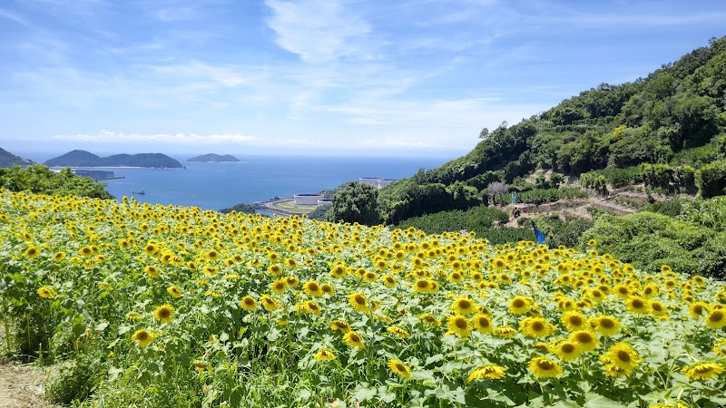 海南市下津町大崎女良ひまわり