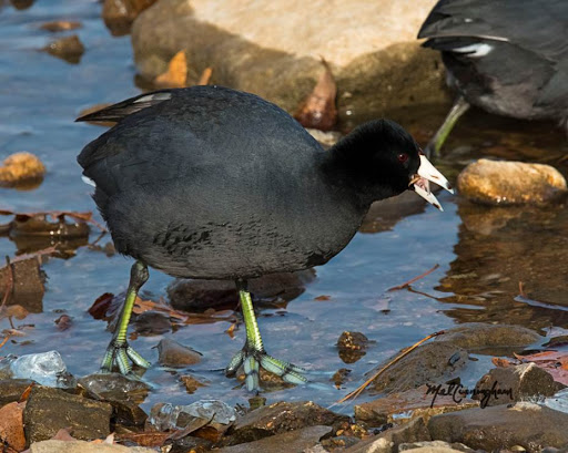 National Forest «Land Between the Lakes National Recreation Area», reviews and photos, 238 Visitor Center Dr, Golden Pond, KY 42211, USA
