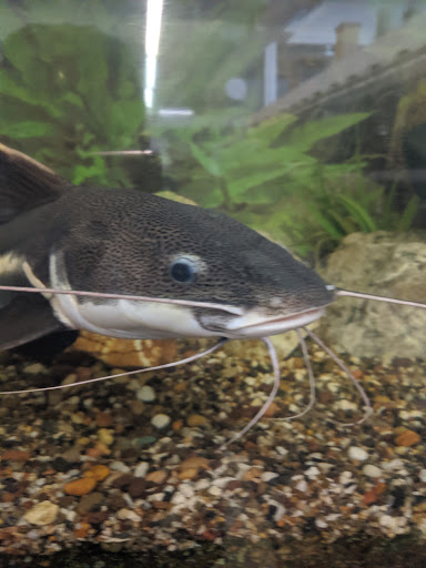 Pet Supply Store «Village Pet Shop», reviews and photos, 3008 Pacific Ave, Livermore, CA 94550, USA