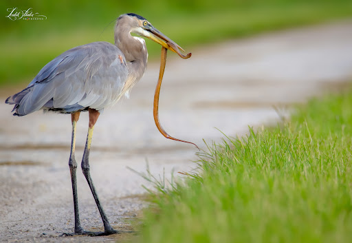 Nature Preserve «Lake Apopka Wildlife Drive», reviews and photos, 2803 Lust Rd, Apopka, FL 32703, USA