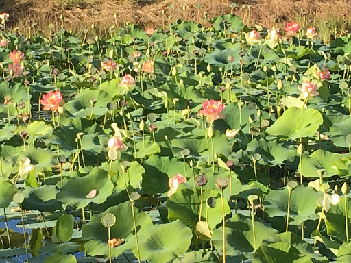 Winery «Villa Catalana Cellars», reviews and photos, 11900 S Criteser Rd, Oregon City, OR 97045, USA