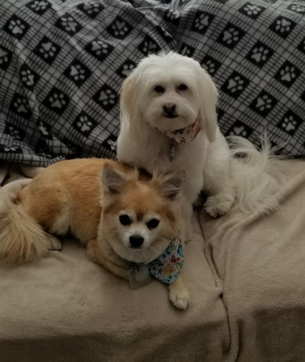 Pet Store «Tango PET DEPOT», reviews and photos, 11213 Lee Hwy, Fairfax, VA 22030, USA