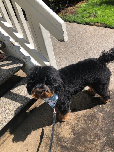 Pet Supply Store «PetSmart», reviews and photos, 8315 SW Jack Burns Blvd, Wilsonville, OR 97070, USA