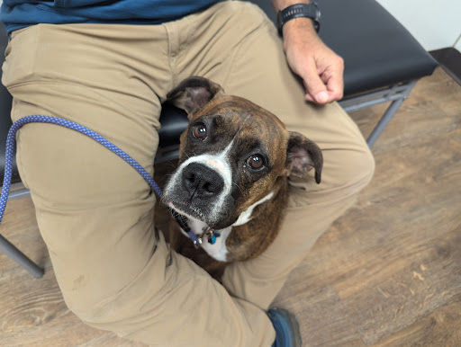 Cobb Animal Clinic image