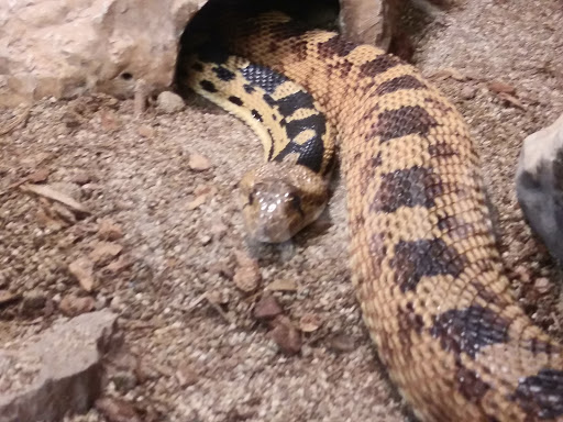 Zoo «Heritage Park Zoological Sanctuary», reviews and photos, 1403 Heritage Park Rd, Prescott, AZ 86301, USA