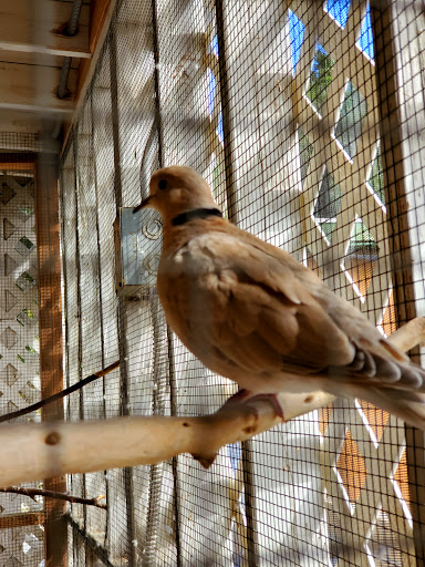 Florist «Loose Caboose LLC», reviews and photos, 18492 E Telegraph Rd, Santa Paula, CA 93060, USA