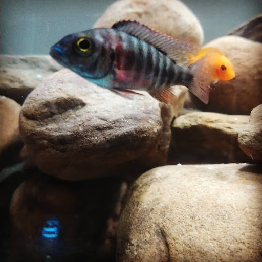 Pet Supply Store «PetSmart», reviews and photos, 860 Cobb Pl Blvd NW, Kennesaw, GA 30144, USA