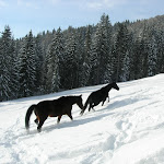 Photo n°1 de l'avis de Andrea.o fait le 21/08/2017 à 10:19 sur le  Rosic Rifugio à Malborghetto Valbruna