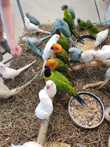 Pet Store «Parrots Of The World Aquarium and Pet Center», reviews and photos, 316 Sunrise Hwy #1, Rockville Centre, NY 11570, USA